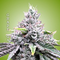 Grape Gas Clones
