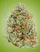 Super Lemon Haze Clones