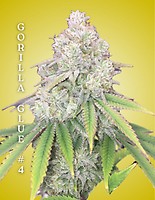 Gorilla Glue #4 Clones