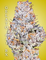 Gelato 41 BX Clones