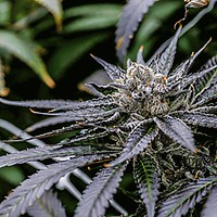 Mimosa Clones