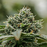 Endless Glue Clones