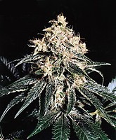 Devil Regular Seeds - 18