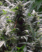 Dreamtime Regular Seeds - 18