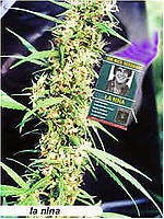 La Nina Regular Seeds - 18
