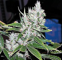 Spice Regular Seeds - 18