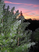 Walkabout Regular Seeds - 18