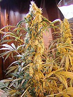 Mango Widow Regular Seeds - 18