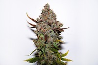 Skunk #1 Feminisiert - BULK x 100