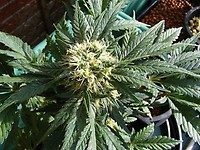 Ortega Regular Seeds - 18