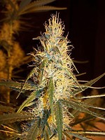 Pink Floyd Regular Seeds - 18