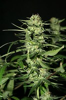 The Doors Regular Seeds - 18