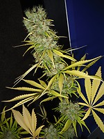 The Stones Regular Seeds - 18