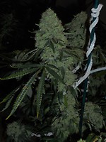Deadhead OG Feminised Seeds - 6