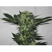 818 Headband Aka Sour OG Feminisiert Samen - 6