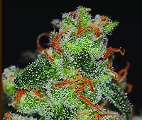 Jack Herer Feminisiert - Bulk x 100
