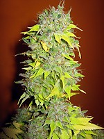 Somango Feminisiert Saatgut - Bulk x 100