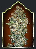 Female Collection #1 Feminised Seeds - 6