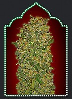 Female Collection #2 Feminised Seeds - 6