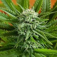Pineapple Express Auto Feminisiert Samen - 5
