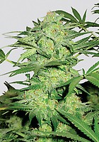 Northern Light Regular Seeds - 10