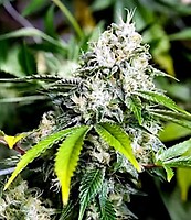 White Widow FAST Feminisiert Saatgut - BULK x 100