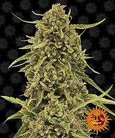 Widow Remedy Regulär Samen - 10