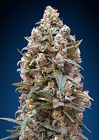 Female Collection #4 Feminised Seeds - 6