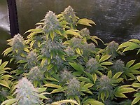 Bruce Banner Feminisiert Saatgut - BULK x 100