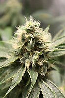 Chemhead OG Feminised Seeds - 5