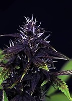 Tiger-One Kush CBD 30:1 Auto Feminisiert Saatgut - BULK x 100