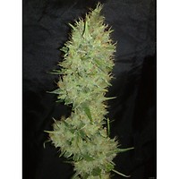 Jamaican Dream Feminisiert Saatgut - BULK x 100