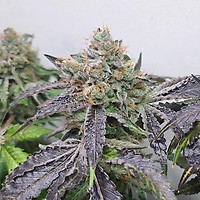 Gelato Auto Feminisiert Saatgut - BULK x 100