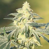 Gorilla Glue #4 x GSC FAST Feminisiert Saatgut - BULK x 100