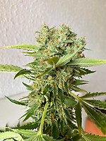 Platinum OG FAST Feminisiert Saatgut - BULK x 100