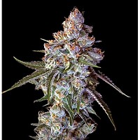 Cherry Pie Feminisiert Saatgut - BULK x 100