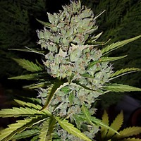 Super Skunk Auto Feminisiert Saatgut - BULK x 100