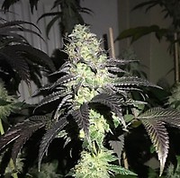 Do Z Dos Feminised Seeds - 5