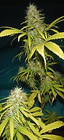 Grail Widow (GROWL) Regular Seeds - 18