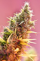 Holy Grail Regular Seeds - 18