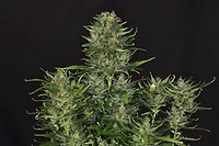 Godfather OG Auto Feminisiert Saatgut - BULK x 100