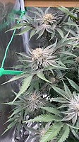Zkittlez x Gorilla Feminisiert Saatgut - BULK x 100