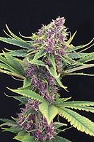 Purple Kush Feminised Seeds - BULK x 100