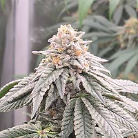 Fruit Auto Feminisiert Saatgut - BULK x 100