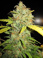 Sour Diesel Regelmäßig Saatgut - BULK x 100