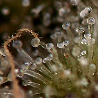 DMT Auto Feminisiert Saatgut - BULK x 100