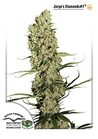 Jorge's Diamonds #1 Feminisiert Samen