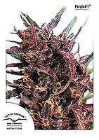 Purple #1 Feminisiert Samen