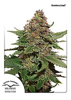 Strawberry Cough Feminisiert Saatgut