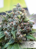 White Widow Feminisiert Saatgut